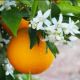 Orange Blossom